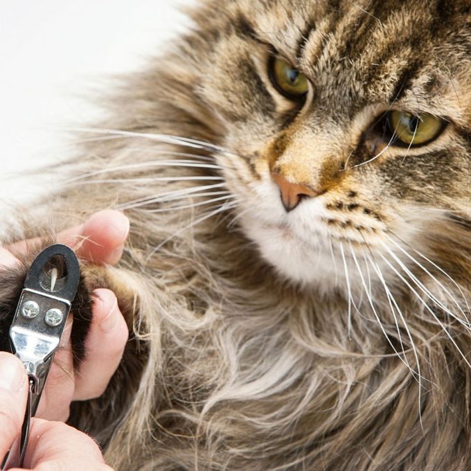 Coupe-griffe professionnel pour chat&chien