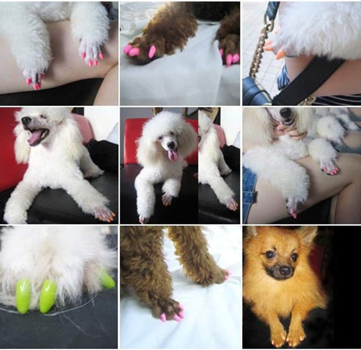 Capsules d'Ongles Colorés pour Chat