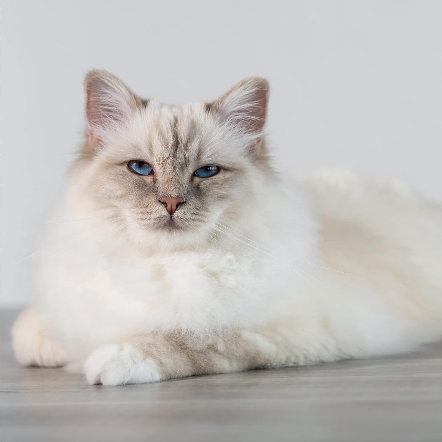 Litière Beco Scoop Naturelle