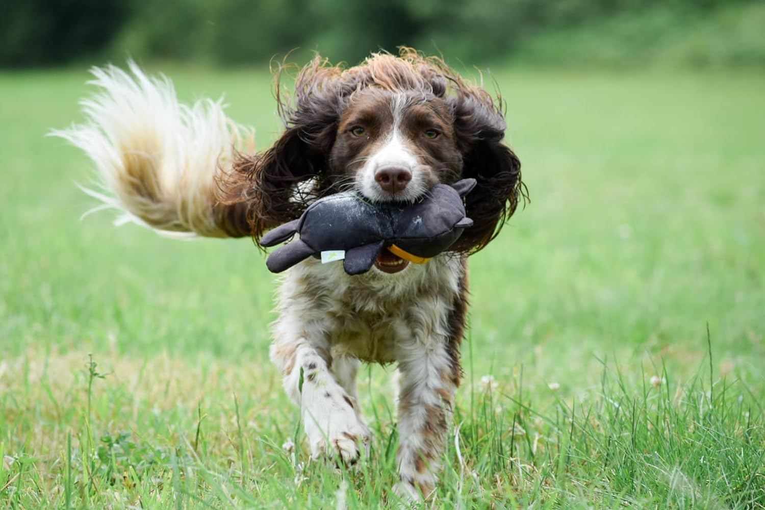 Peluche Beco – Teddy – Moyen