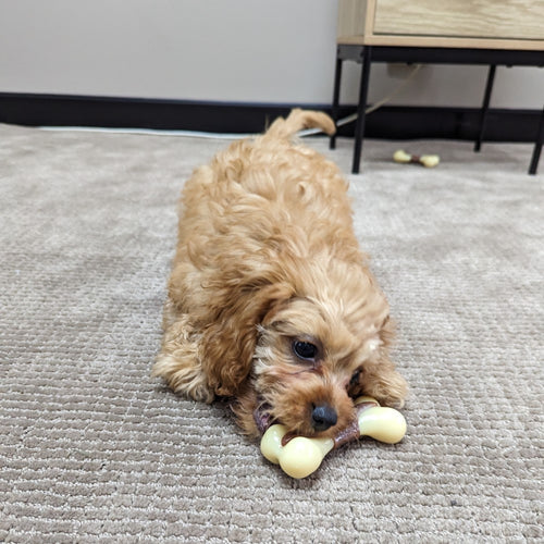 Os en Super Nylon – Encourage la mastication