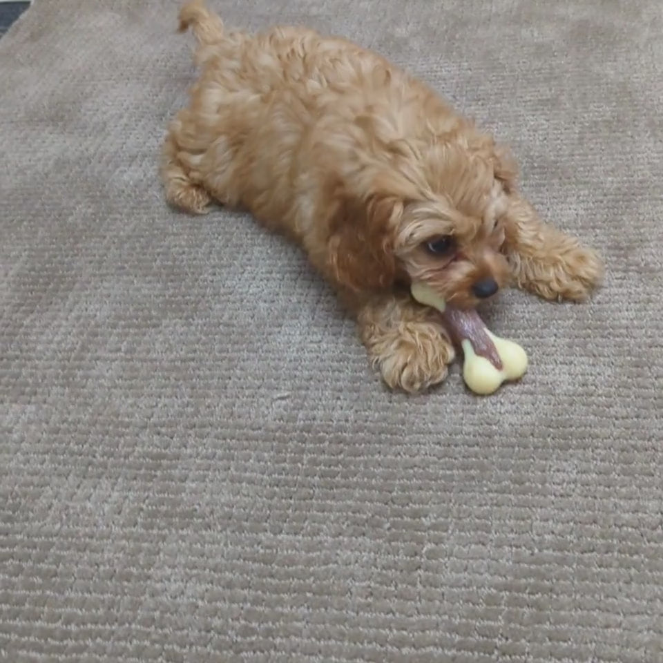 Os en Super Nylon – Encourage la mastication