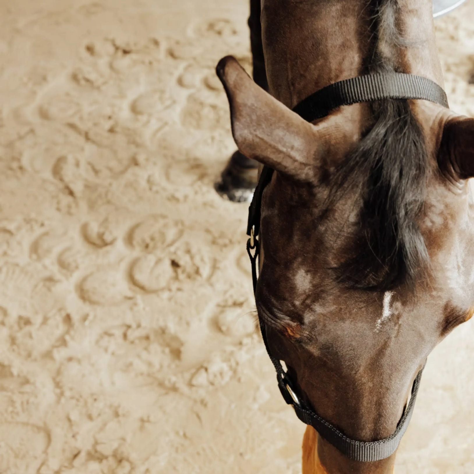 Licol noir pour cheval et poney en équitation, matériel de sellerie robuste disponible au Maroc.